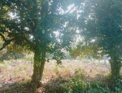 Kasus Mafia Tanah Kubu Raya: Bukti Kuat, Proses Lamban, Masyarakat Menanti Kejelasan